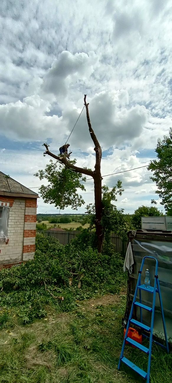 Видалення дерев чистка ділянки видалення пеньків