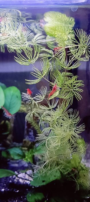 Акваріумні креветки