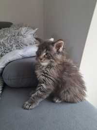 Herkules Maine Coon
