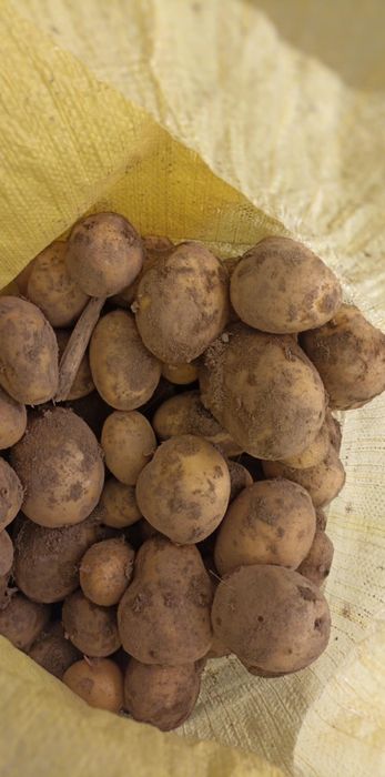 Sprzedam ziemniaki