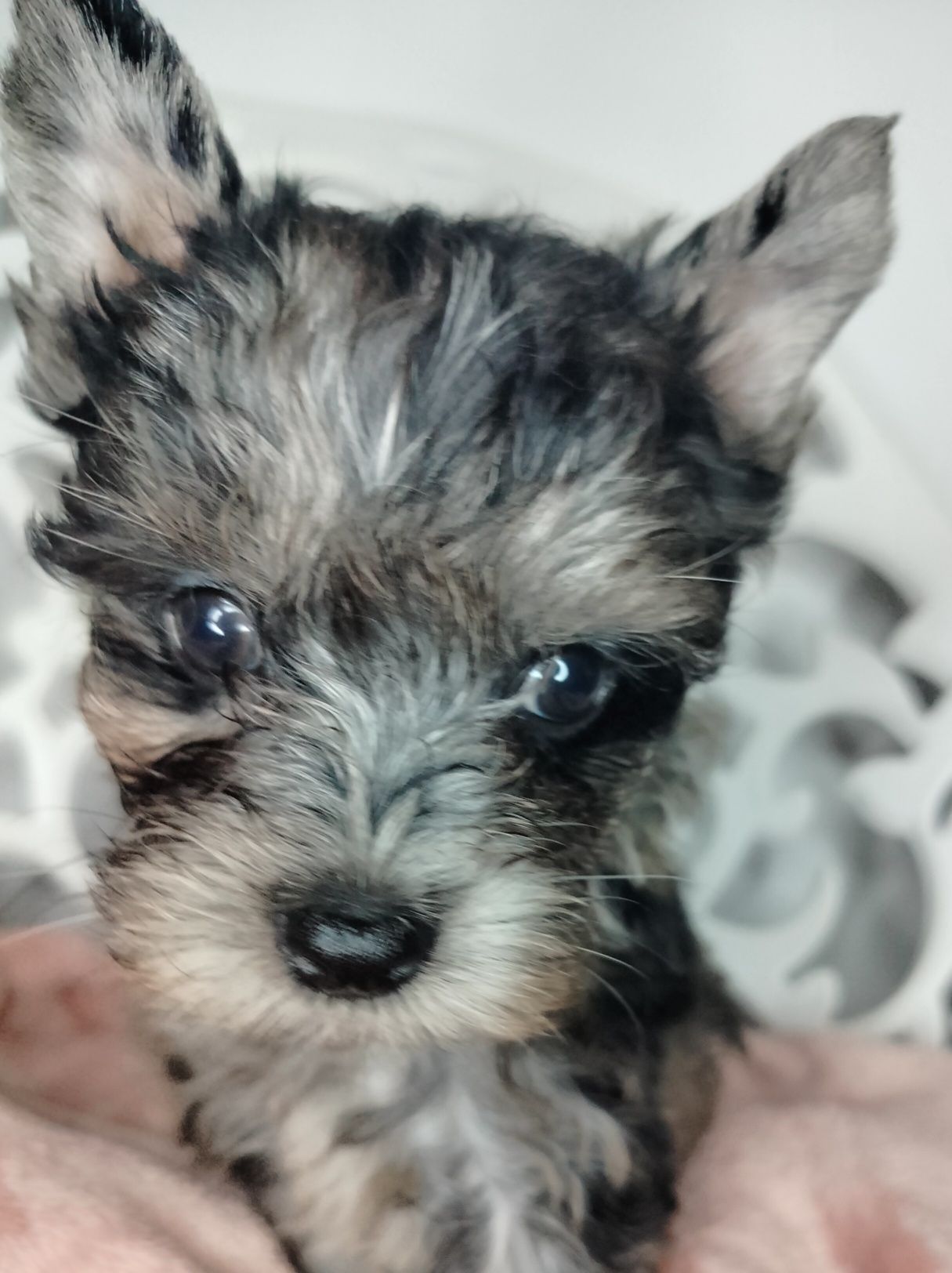 ZAREZERWOWANA. Yorkshire Terrier, Blumerle, suczka