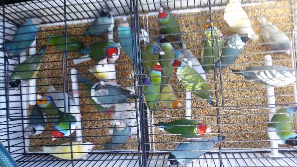 Vendo lote de 100 diamantes gould