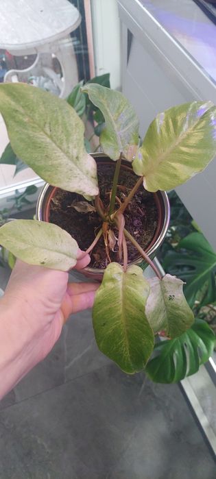 Filodendron Snow Drift kolekcjonerski