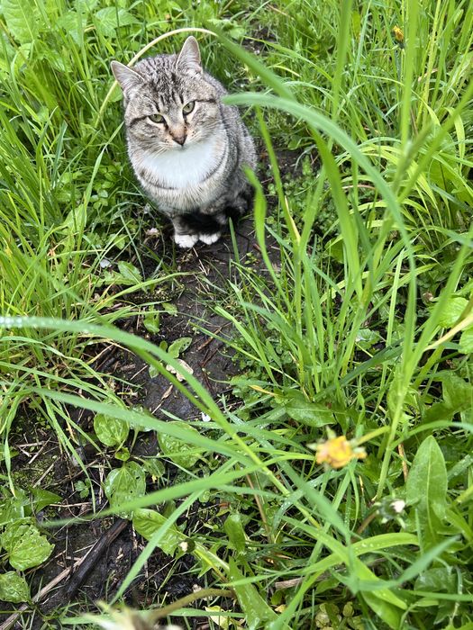 Котик у хороші руки