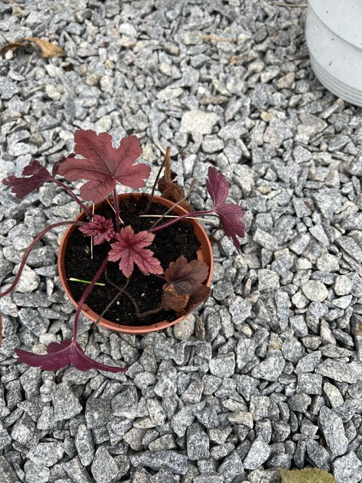 Гейхера, шлокс шиловідний, лаванда, бересклет, хризантема мультифлора