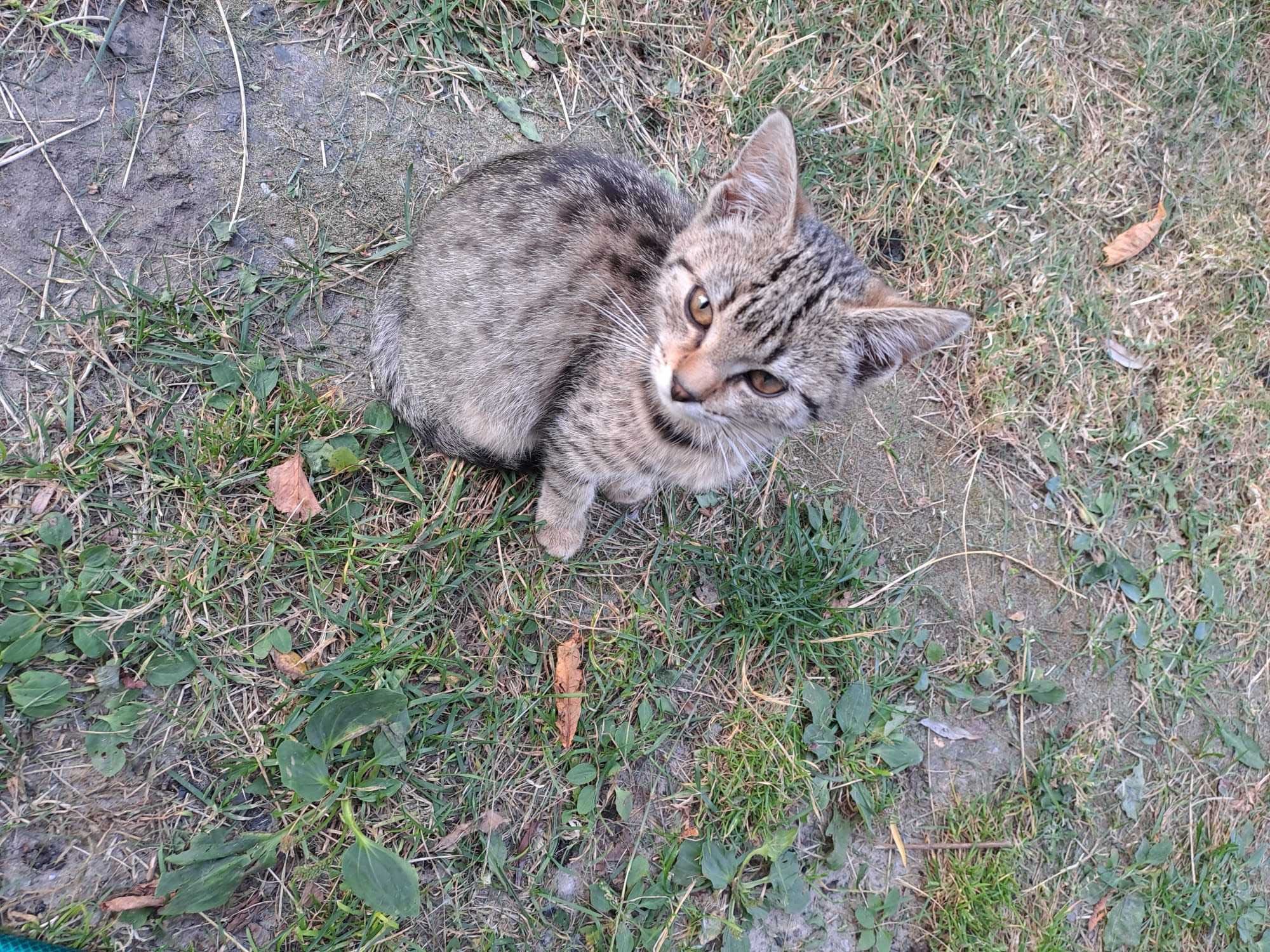 KOTEK oddam za DARMO z dostawa