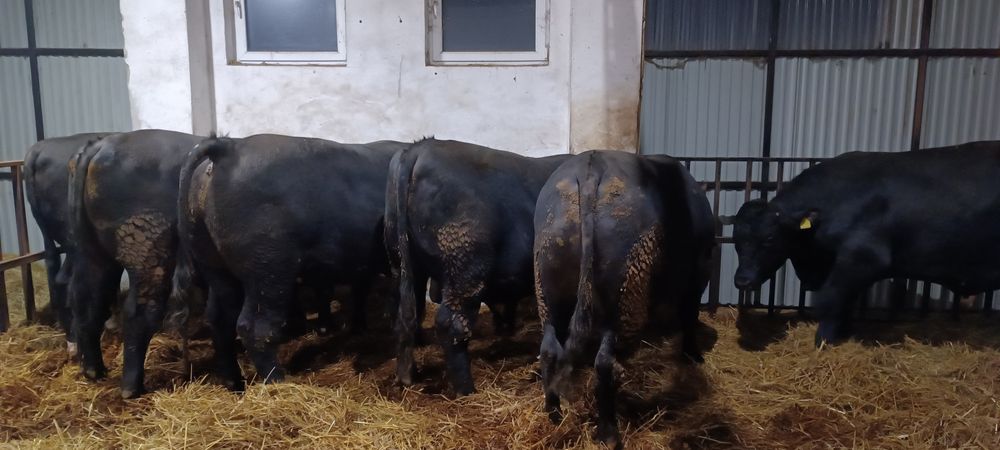 Byki, jałówki, krowy