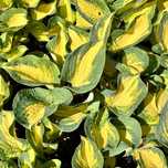 Funkia Hosta 'Great Expectations' W DONICZCE, Żółta Dekoracyjna