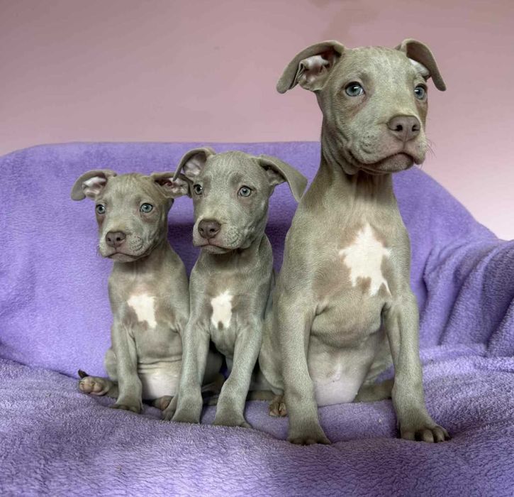 American Pit Bull Silver Fawn