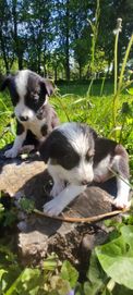 Szczeniaki piesek pies suczka border collie