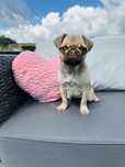 Pug Carlin menina linda