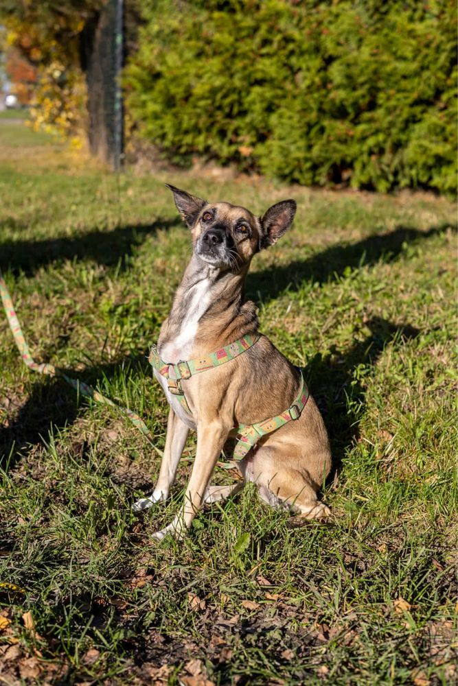 Sunia do adopcji Tequila
