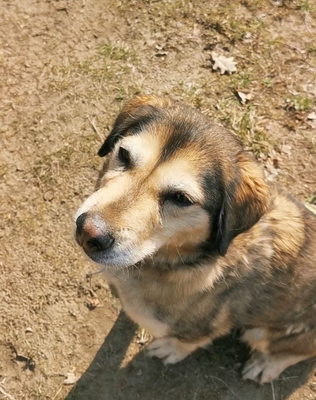 Fela piesek schronisko Rybnik