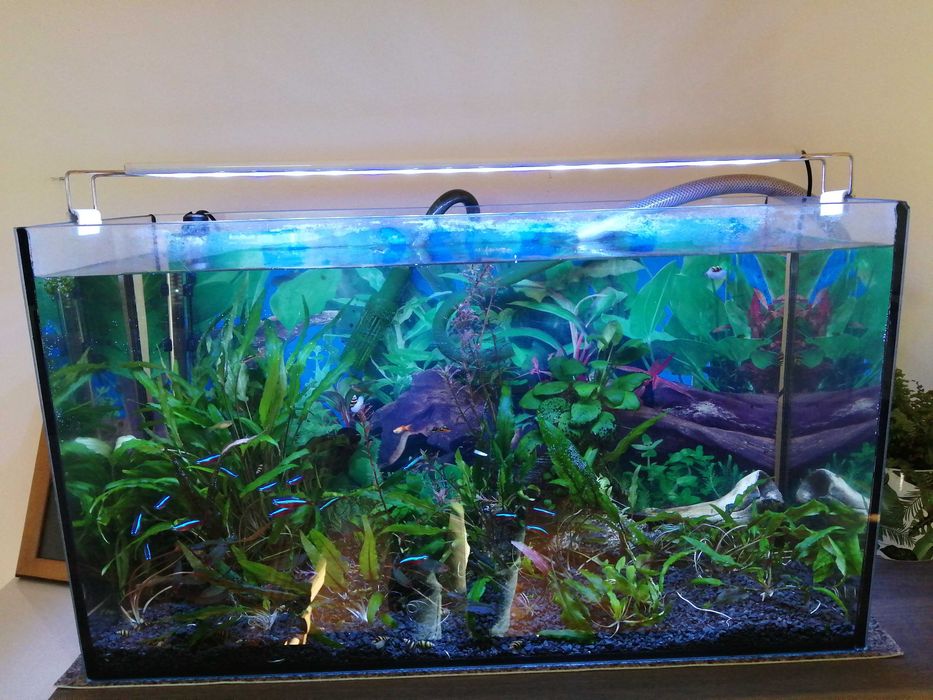 akwarium z oświetleniem i dodatkami 80L.