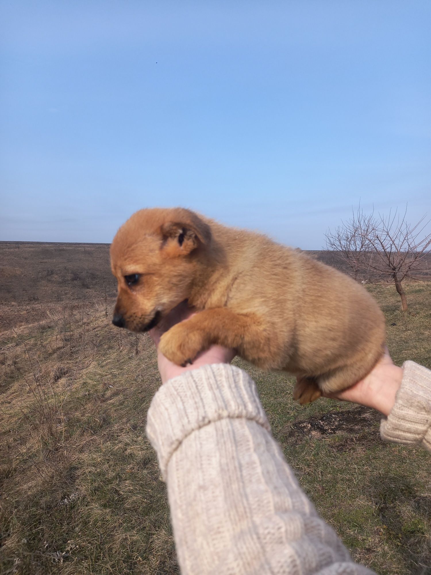 Маленьке цуценя в пошуках дому