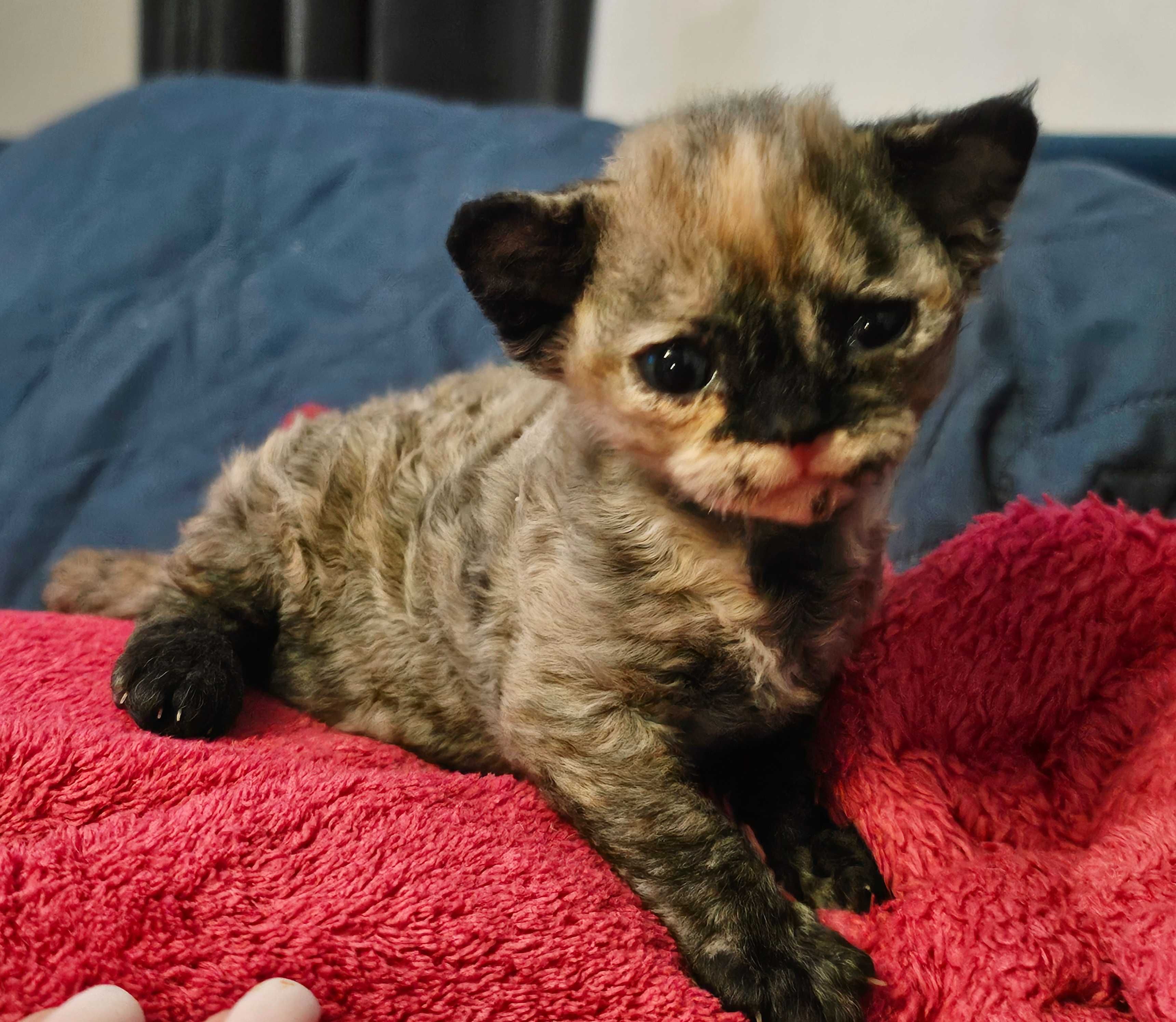 Koteczka Devon Rex FPL
