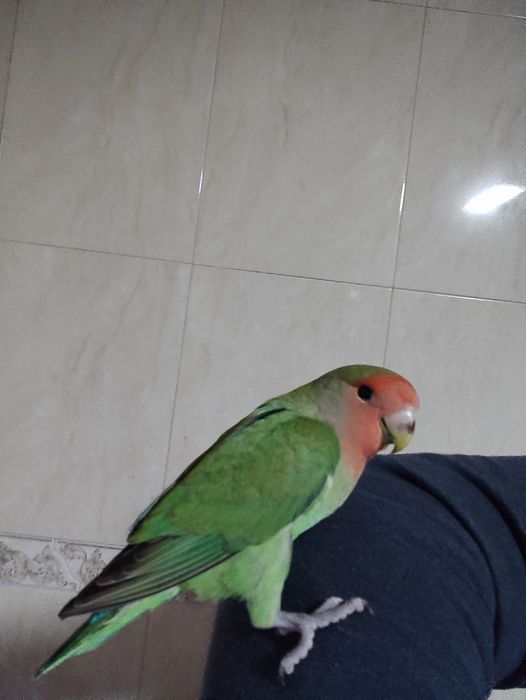 Agapórnis domesticado