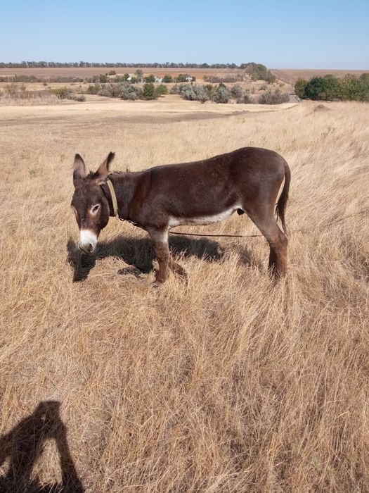 Продам ослика возрост 5 лет ручной