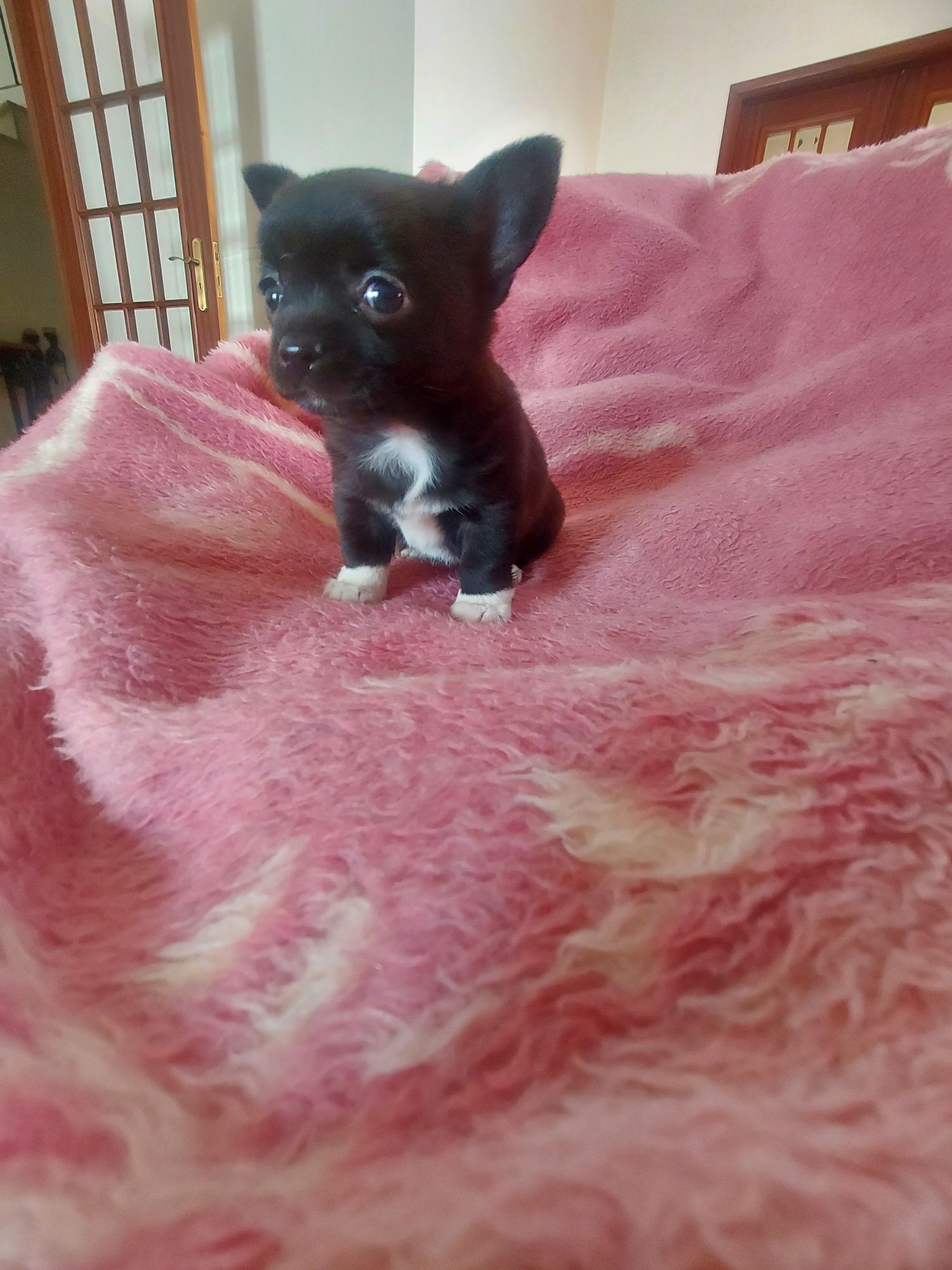 Chihuahua Fêmea, Linda
