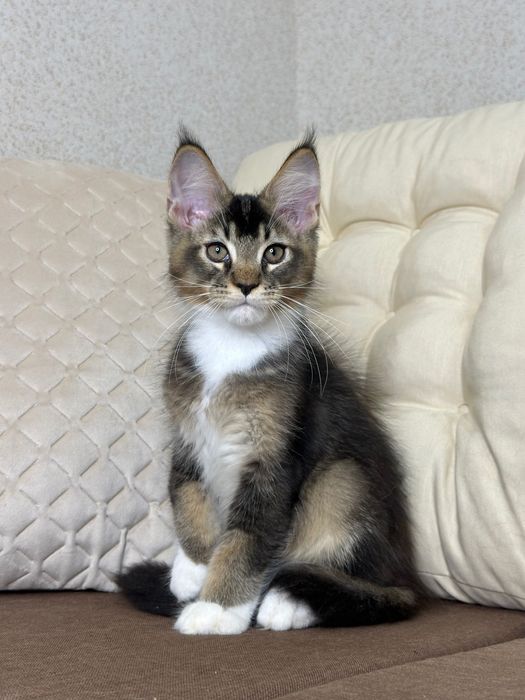 Las Vegas-kocurek Maine Coon