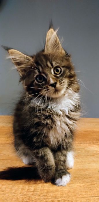 Śliczna kotka do hodowli