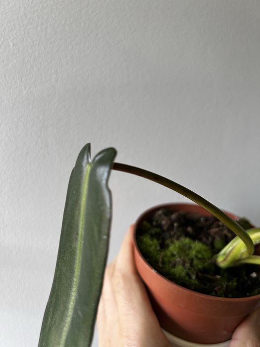 philodendron spiritus sancti