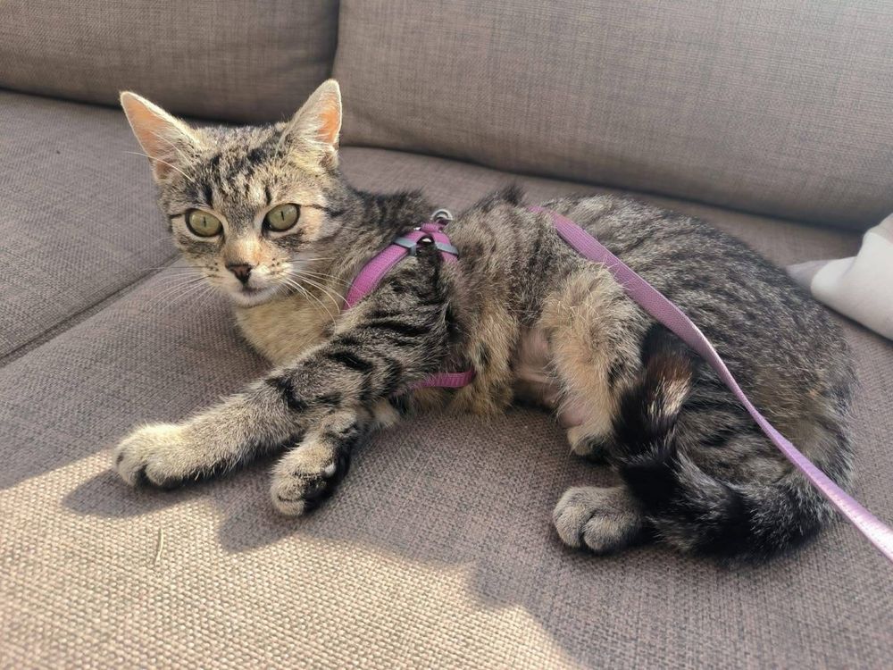 Klementynka kotka do adopcji