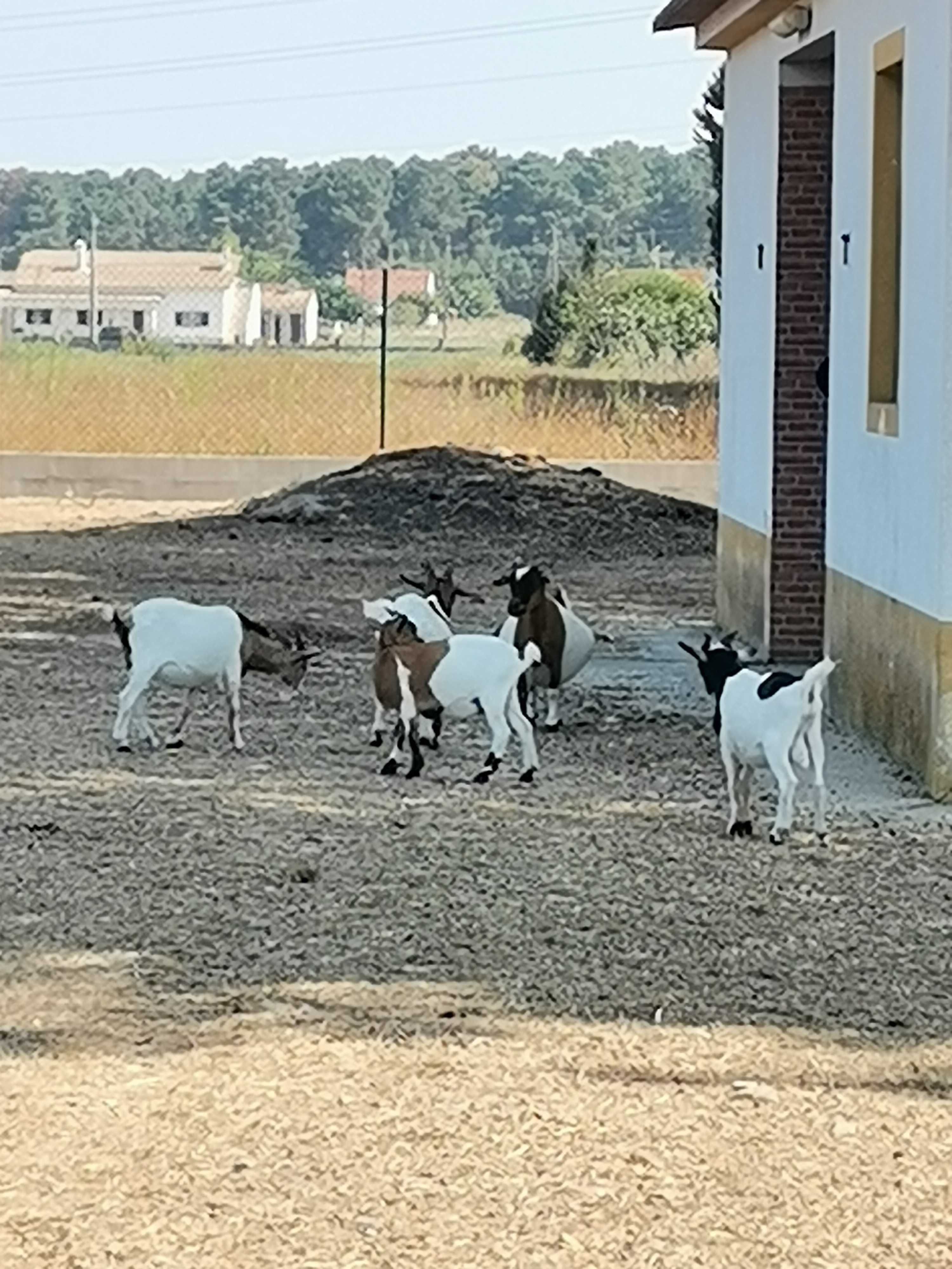 Cabritos E cabras anãs nascidos em Fevereiro.