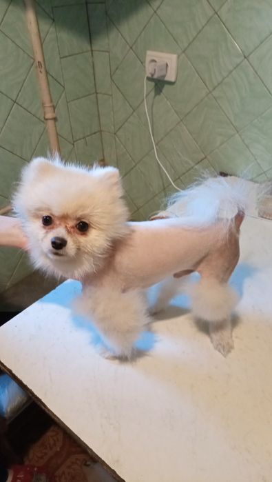 Ищем девочку для вязки