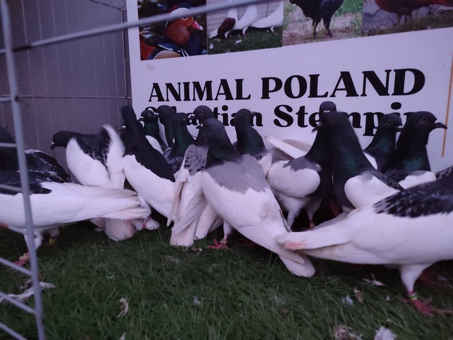 Gołębie. Murzyny. Murzyn. Możliwy transport