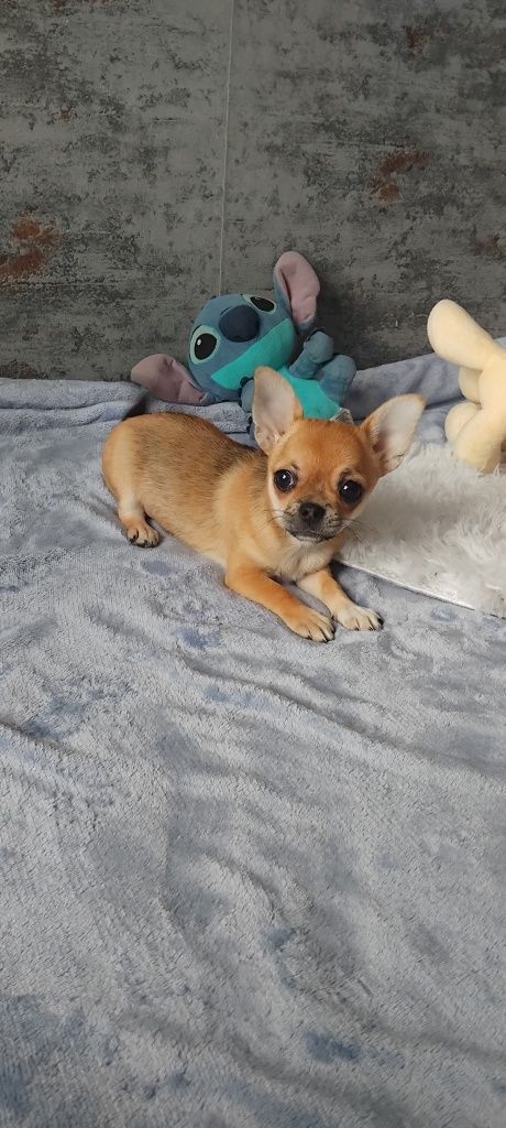 Chihuahua suczka