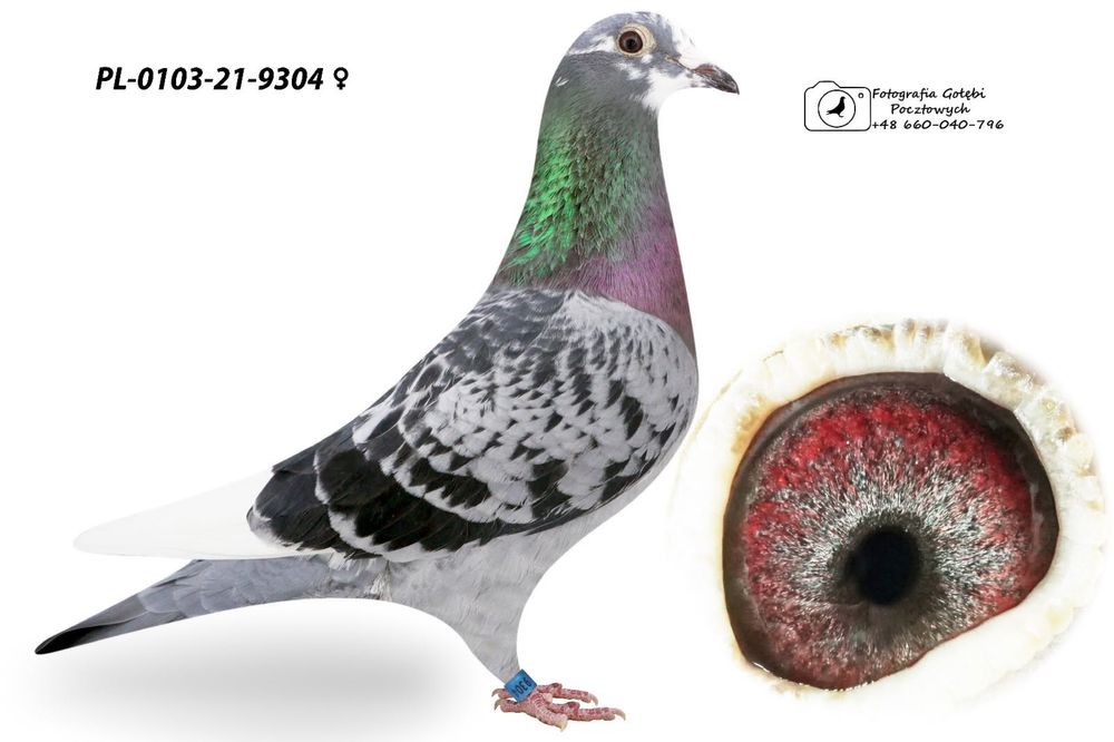 Sprzedam golebie pocztowe