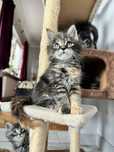 Kotki maine coon