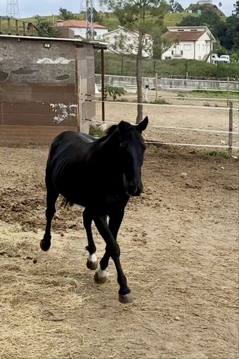 Cavalo para passeios