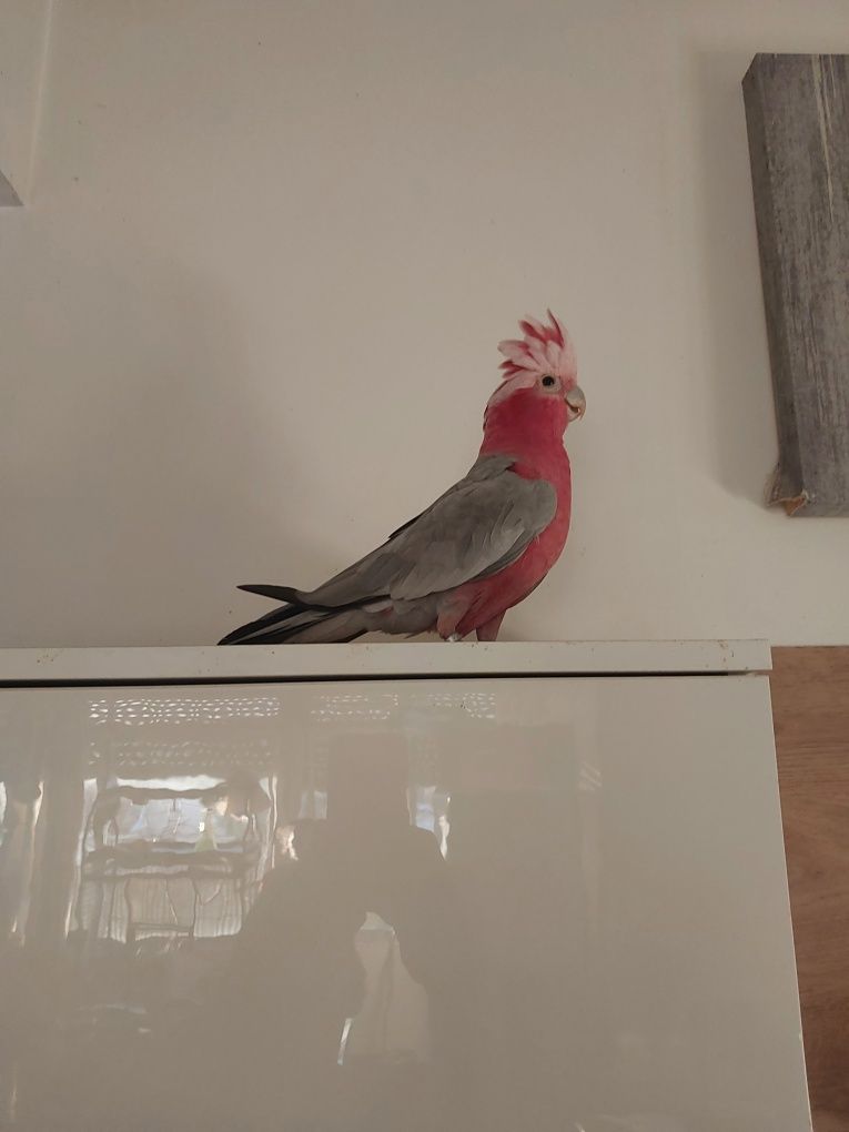 Cacatua galah fêmea