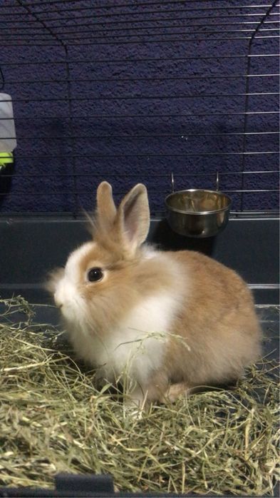 Oddam 2 letniego krolika