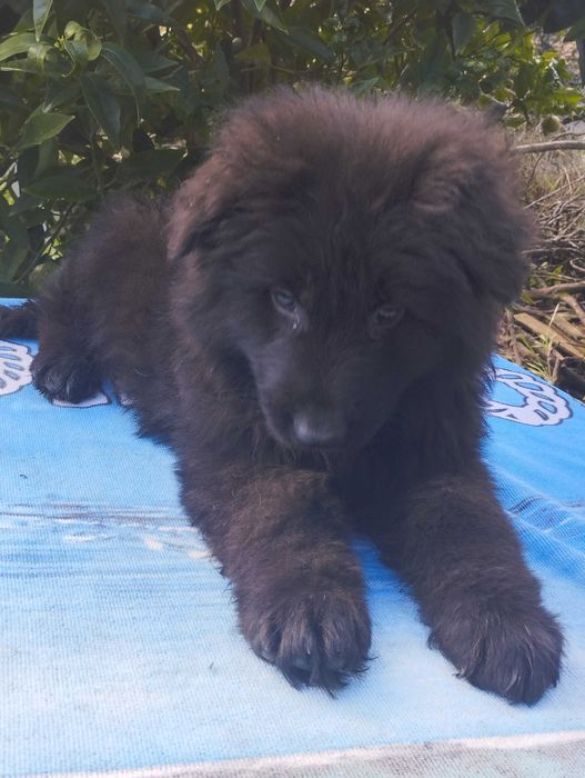 Pastor Alemão pêlo comprido com Lop