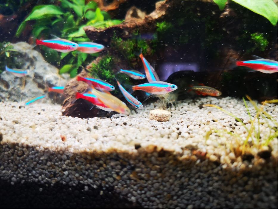 Neon Czerwony Ketrab