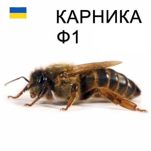 Матка бджолина, порода "КАРНІКА" плідна