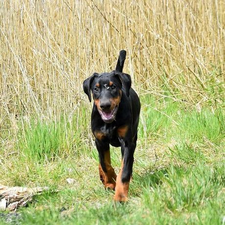 Doberman fajne szczenię