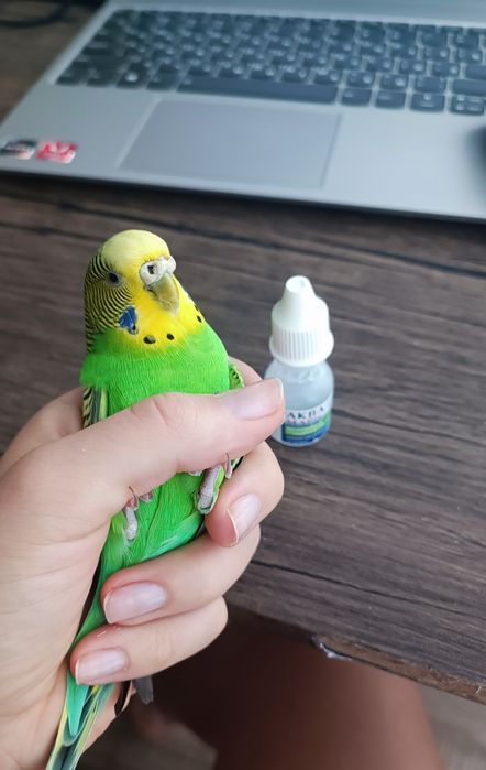 Hotel dla zwierząt i ptaków / Передержка животных и птиц