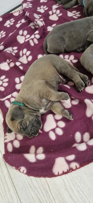 Cane corso piesek rodowodowy