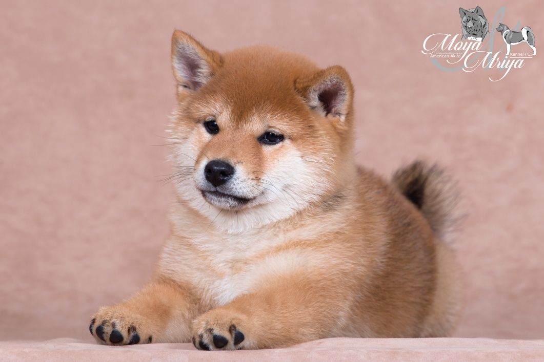 Шиба-іну / шиба ину / shiba