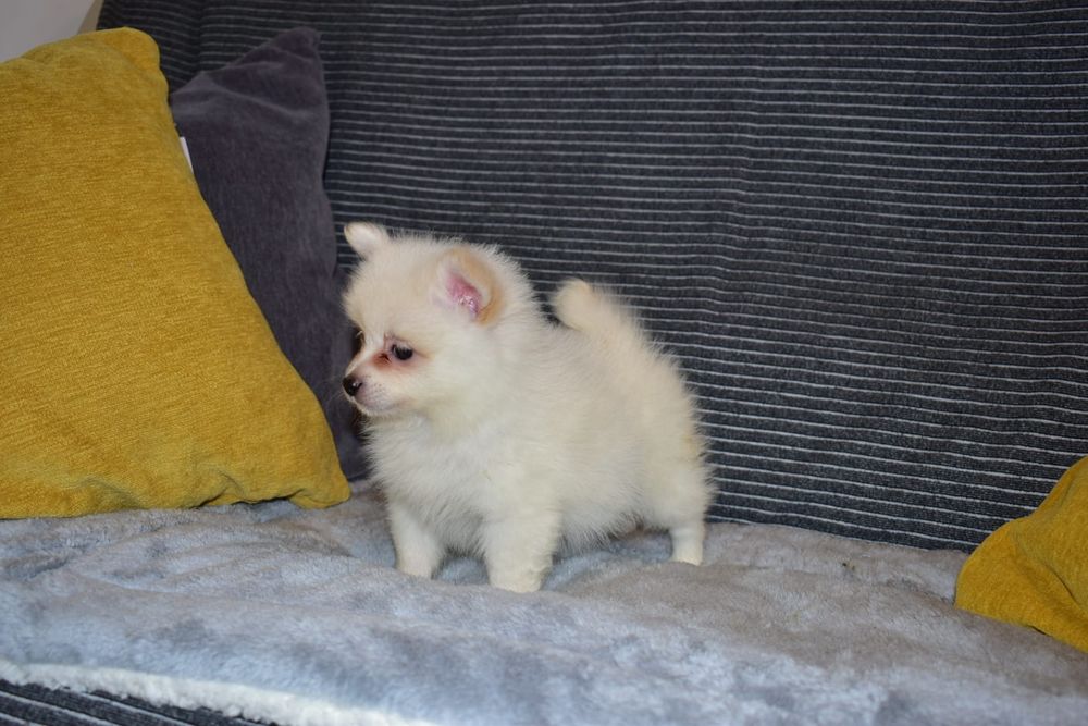 Spitz alemão lulu da Pomerânia entrego em todo o país