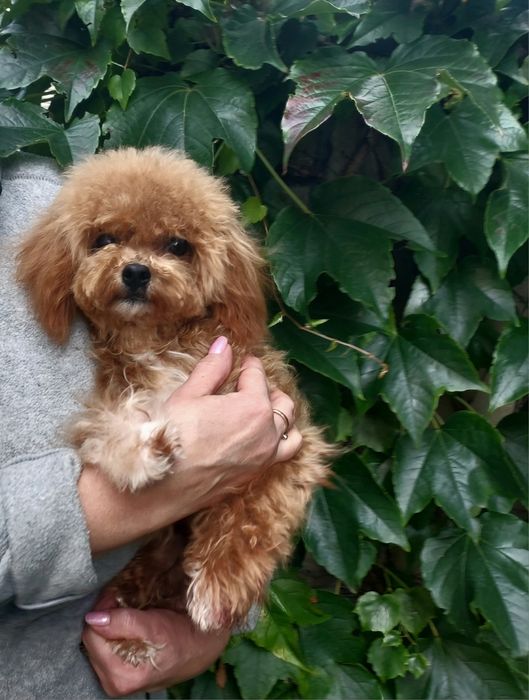 Мальтипу хлопчик міні