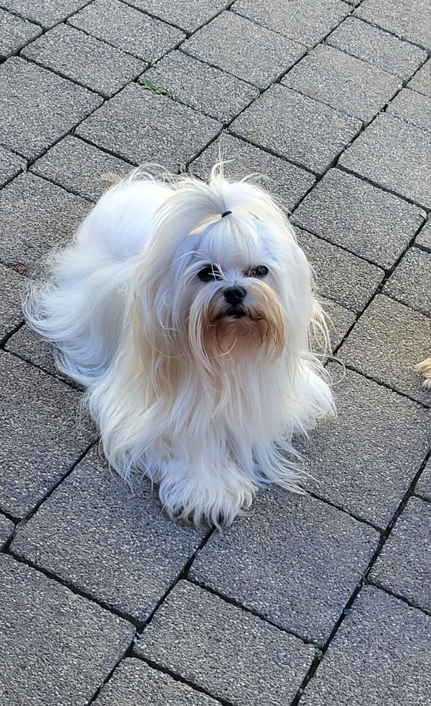 Maltanczyk Pudel Toy Badania .York ,Buldog Francuski LILAC Reproduktor