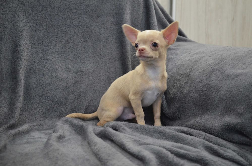 chihuahua szczenięta piesek krótkowłosy kremowy