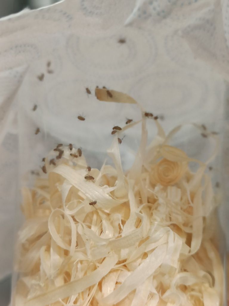 Drosophila melanogaster, muszki,  karmówka dla gadów i płazów