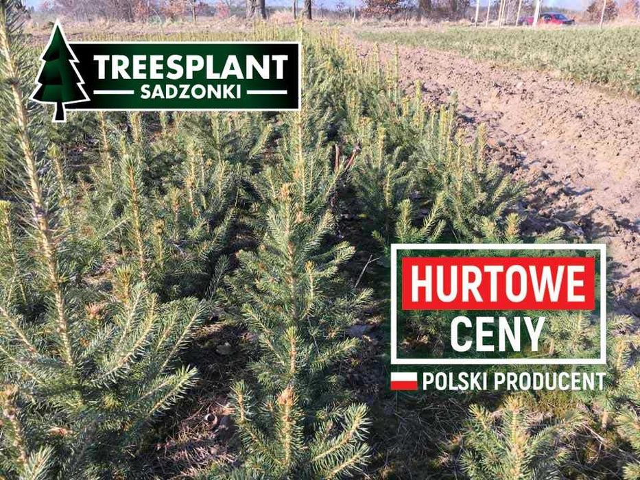 ŁOMŻA Świerk Srebrny 2/2  / jodła kaukaska serbski Szkółka Sadzonki
