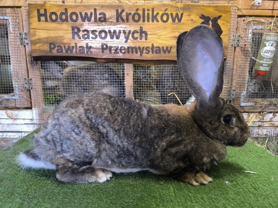 Samica Belgijski olbrzym szary 9.5 kg